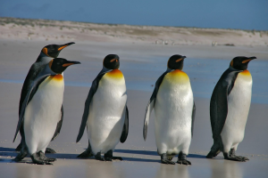 Pinguine Pinguine
